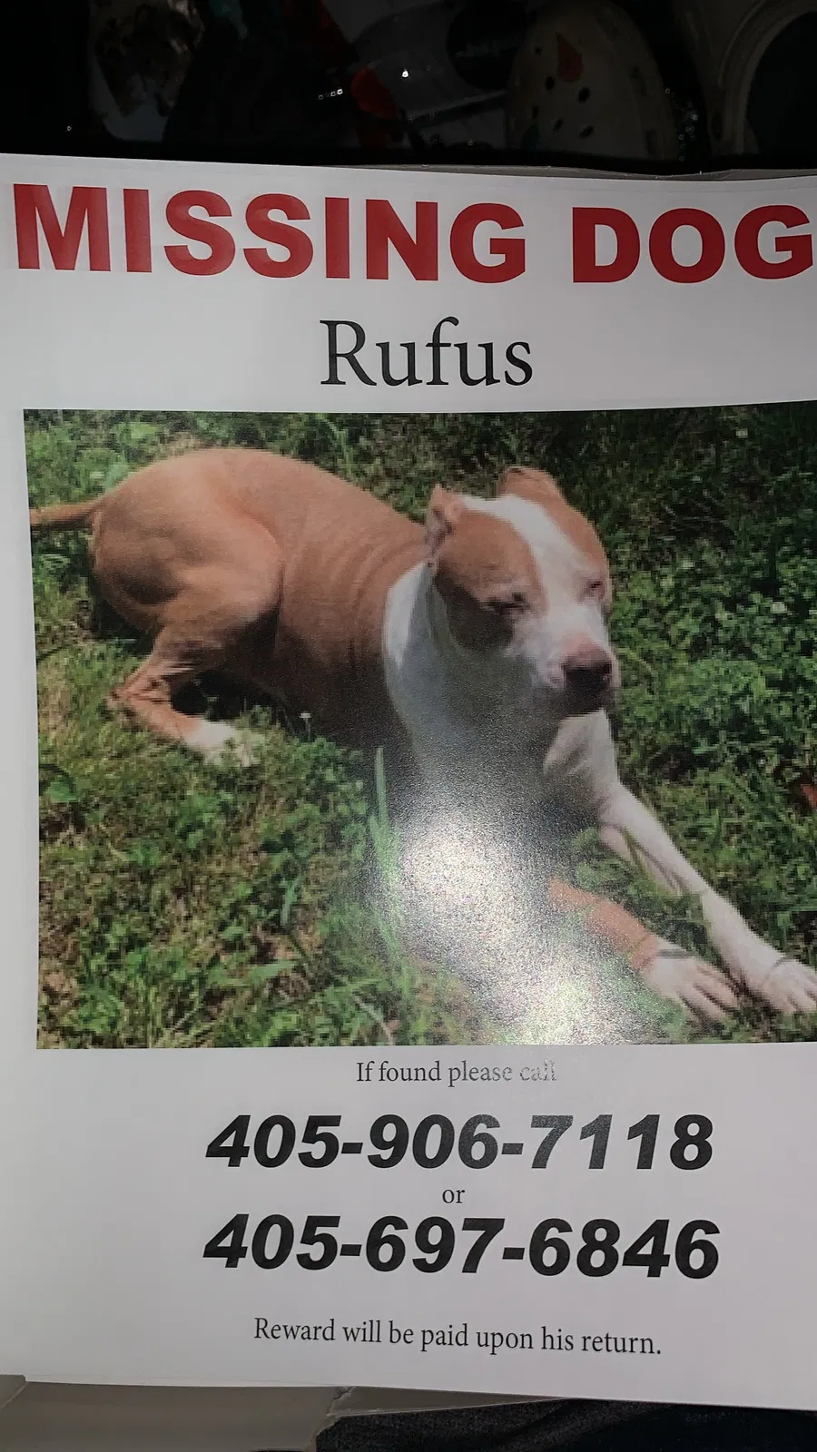 Lost dog in Oklahoma City, OK, 73110