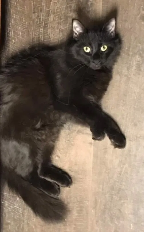 Lost cat in Mansfield, TX, 76063