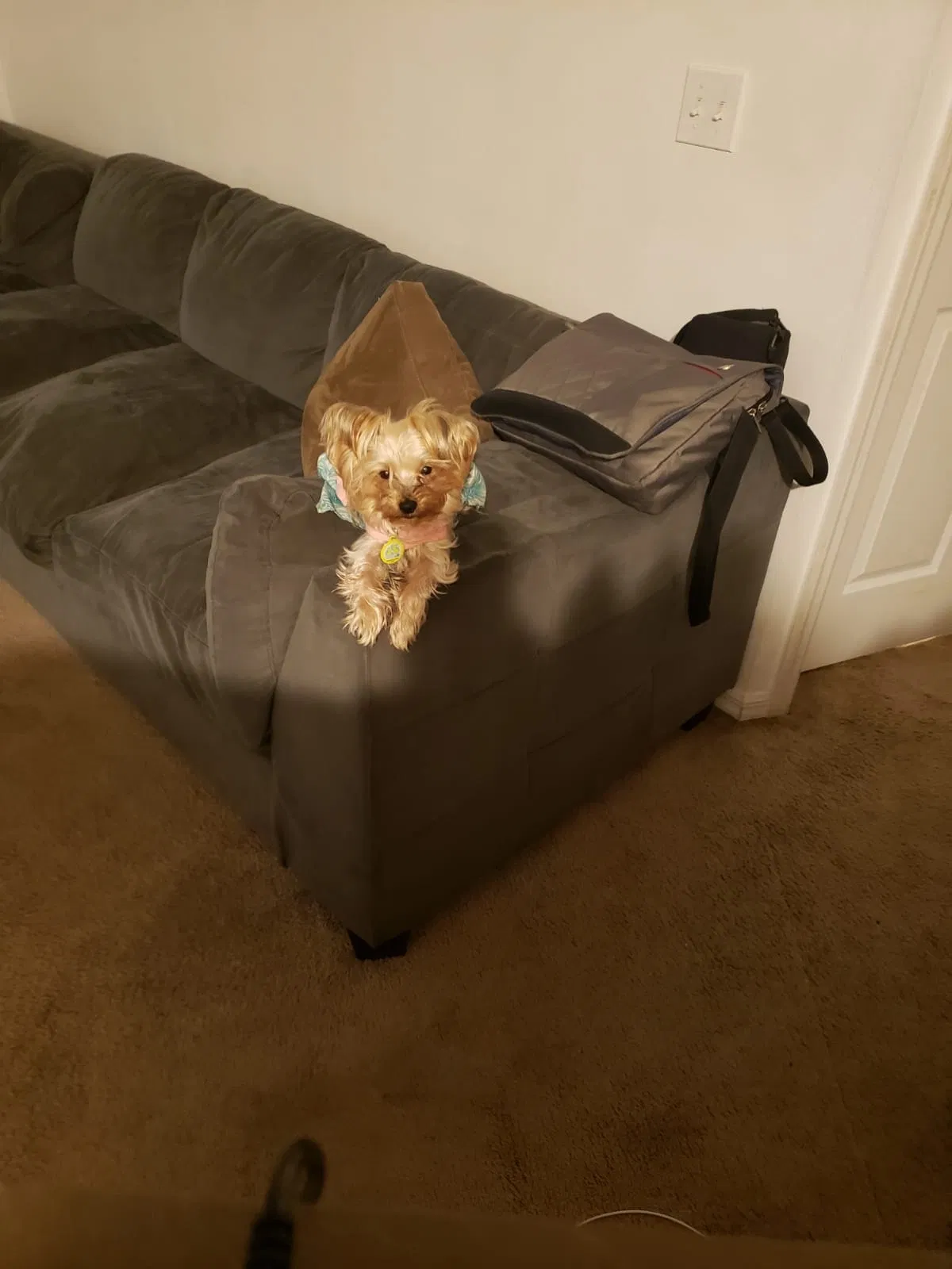 Lost dog in Pompano Beach, FL, 33064