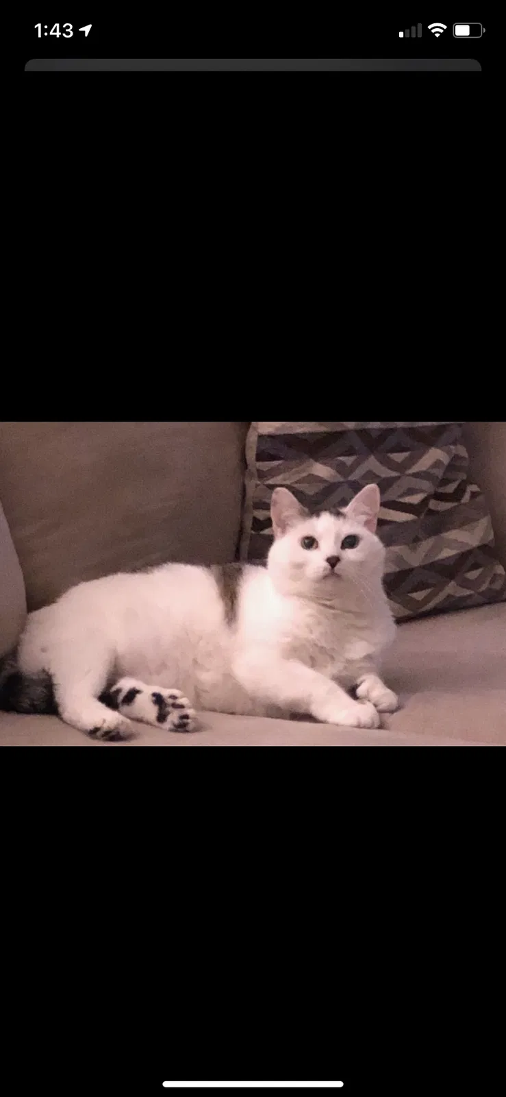 Lost cat in Holbrook, MA, 2343