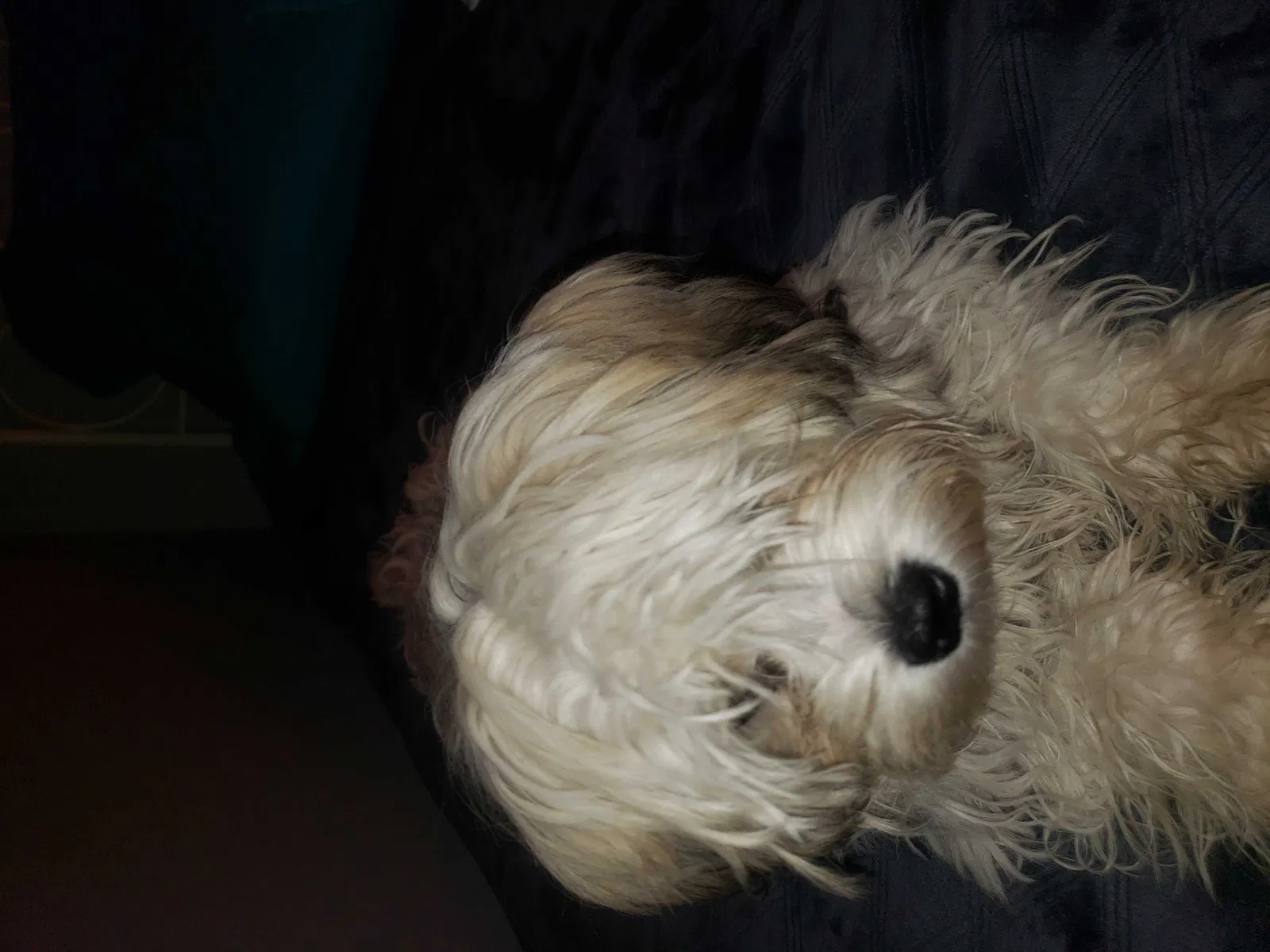 Lost dog in San Diego, CA, 92109