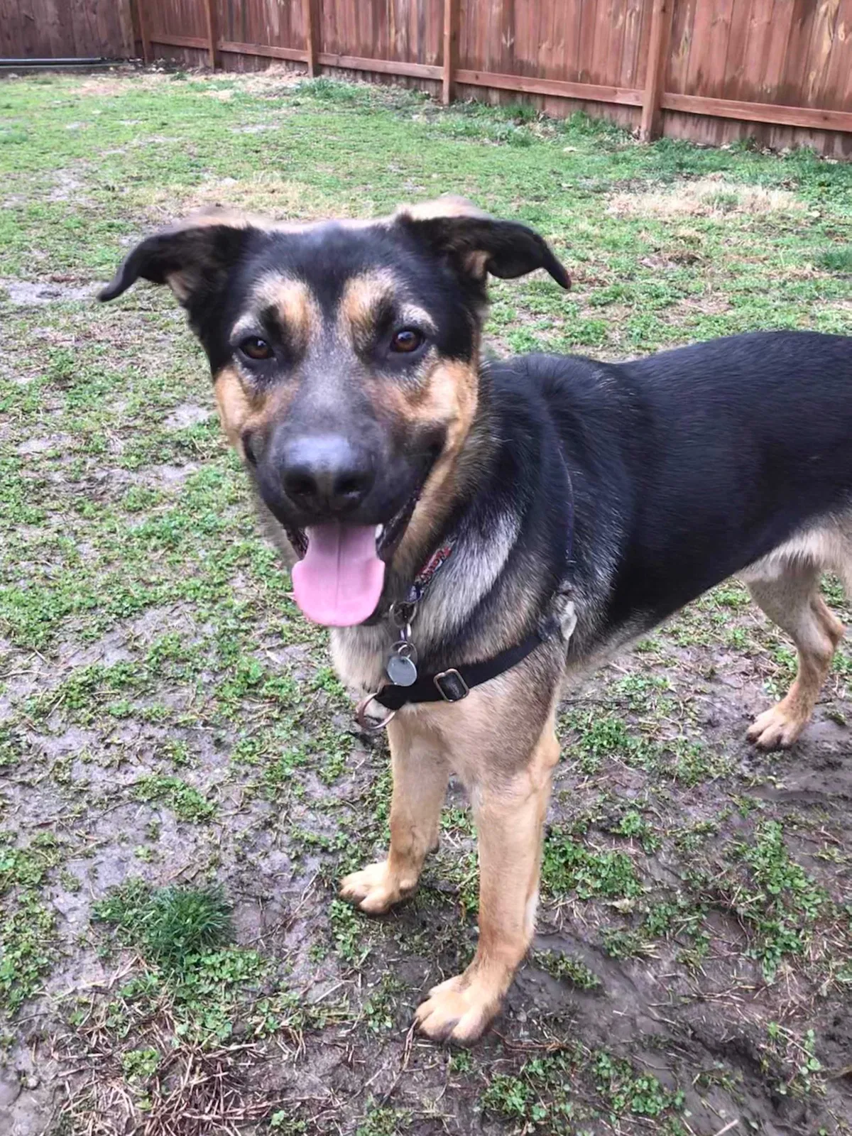 Lost dog in Fairview Heights, IL, 62208
