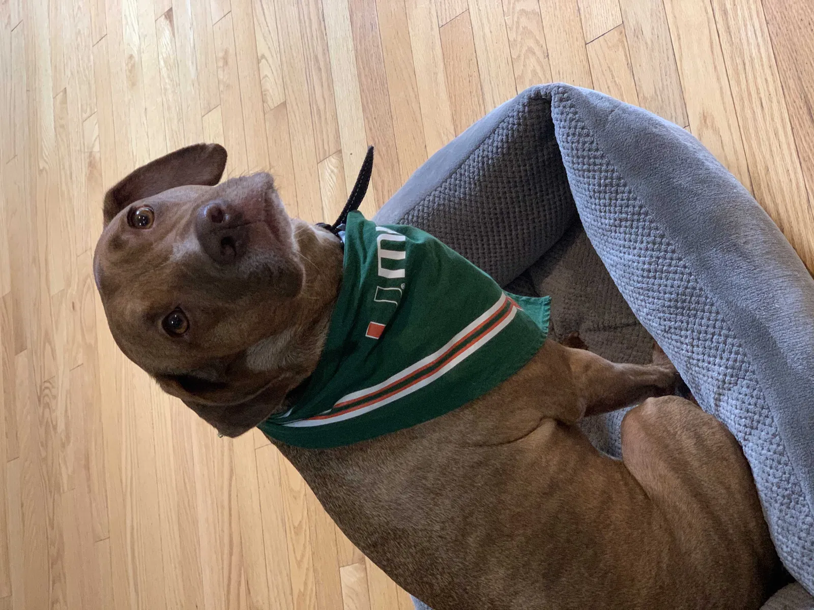 Lost dog in Catonsville, MD, 21228