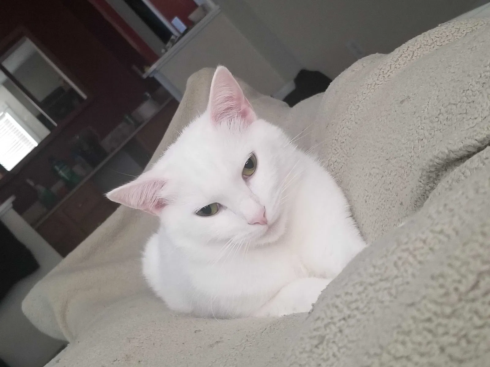 Lost cat in Orlando, FL, 32806