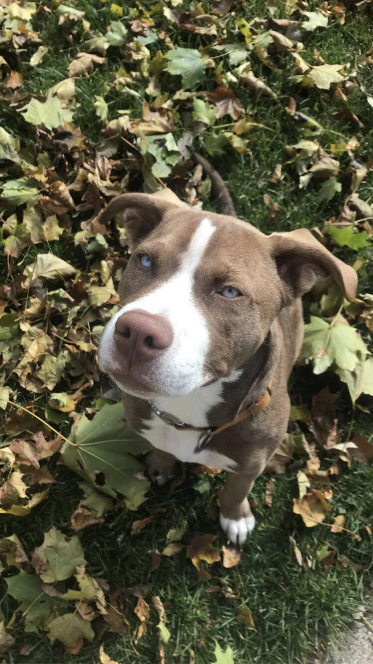 Lost dog in Racine, WI, 53405