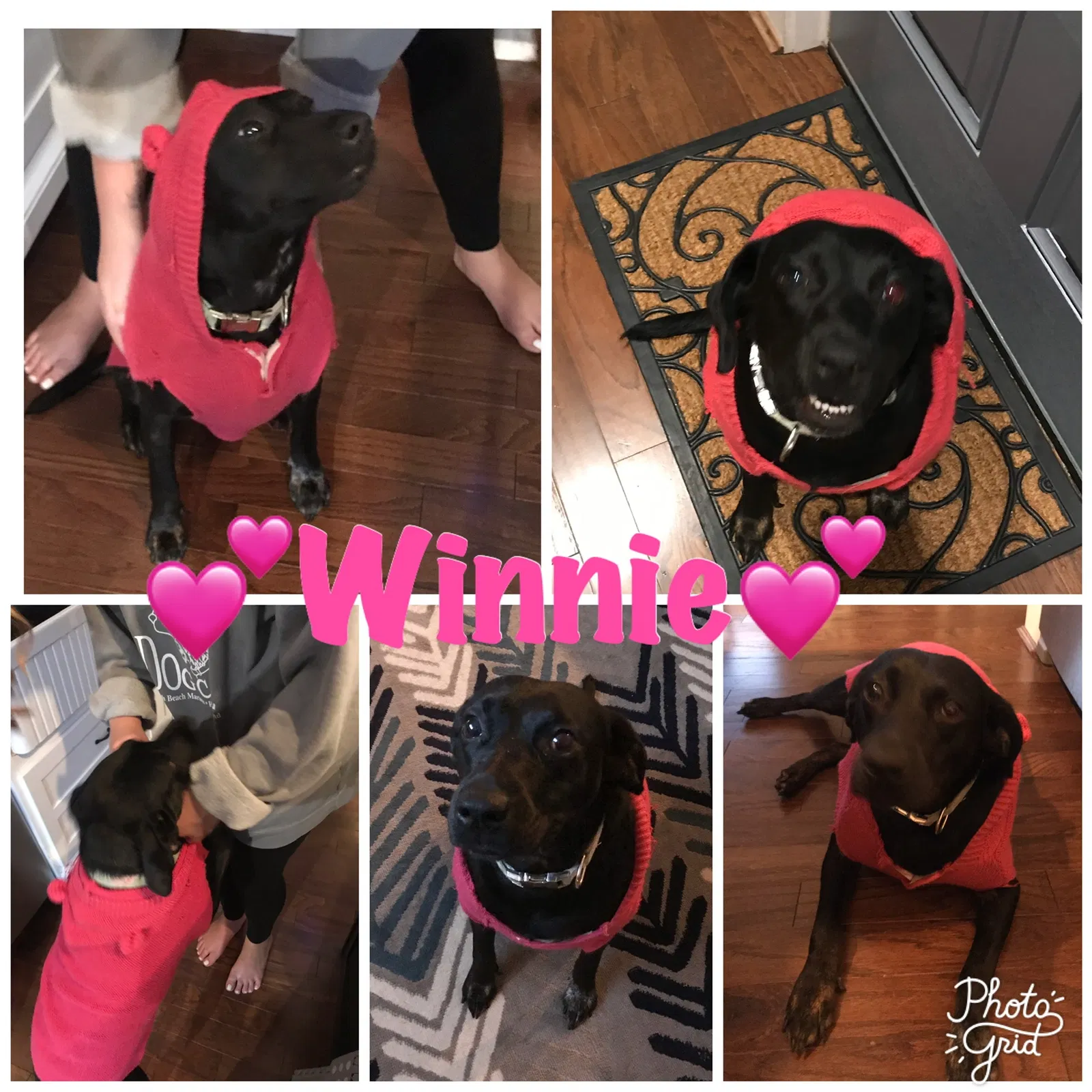Lost dog in Fairfield, OH, 45014