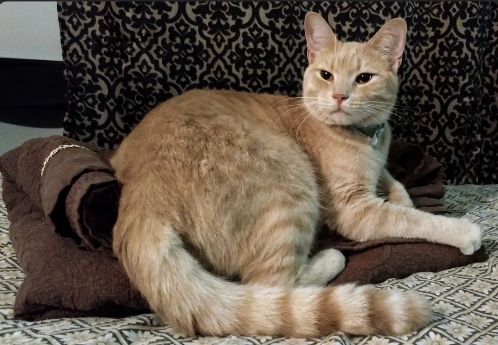 Lost cat in Portsmouth, VA, 23701