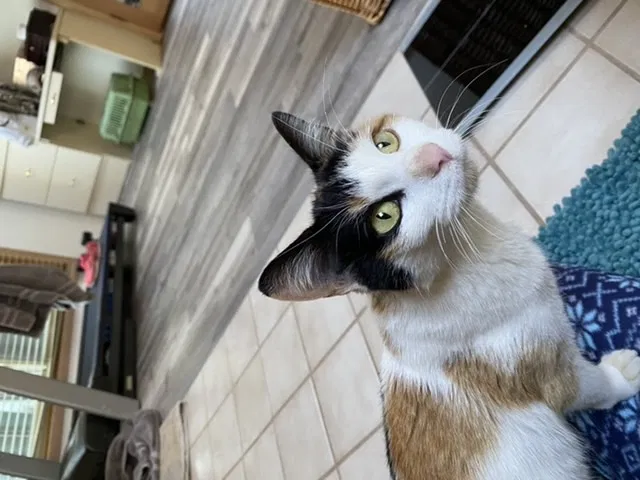 Lost cat in Waterford, WI, 53185
