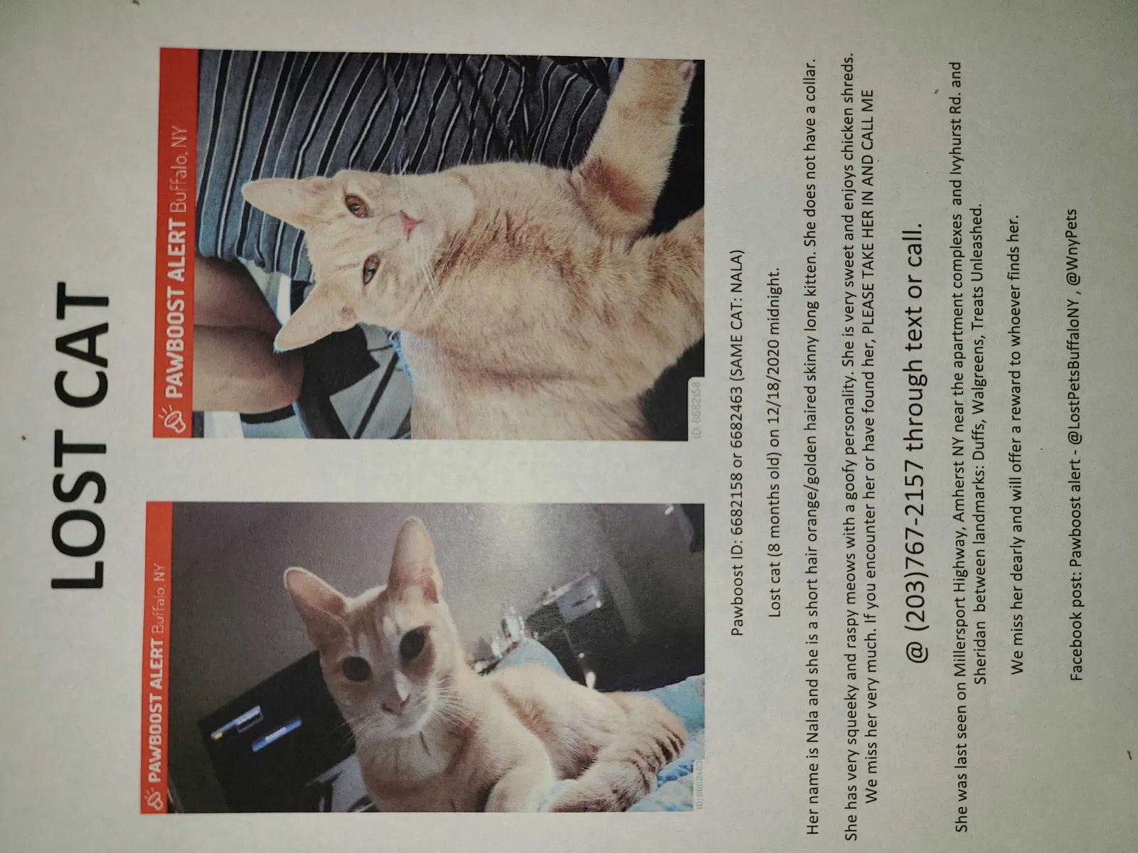 Lost cat in Buffalo, NY, 14226