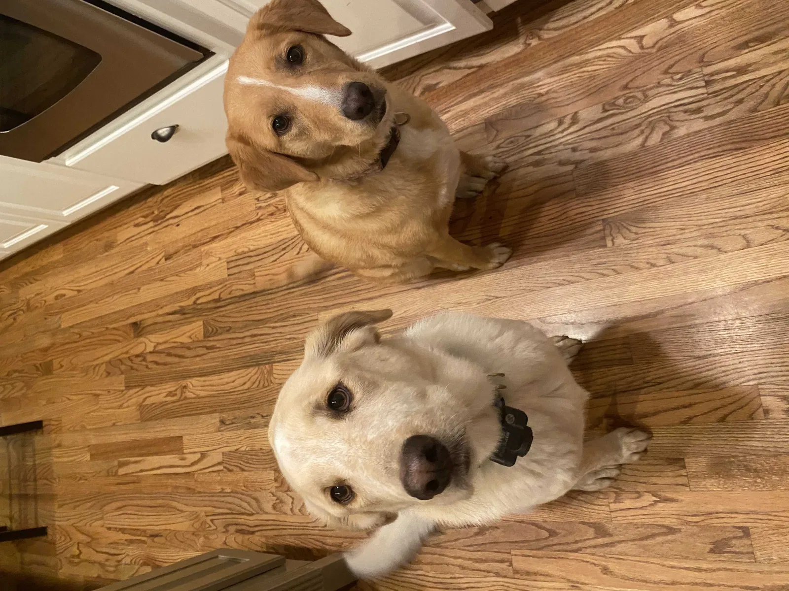 Lost dog in Brownsboro, AL, 35741