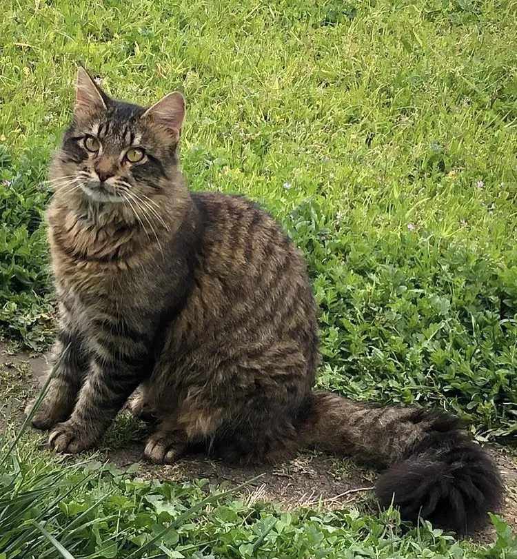 Lost cat in Union City, CA, 94587