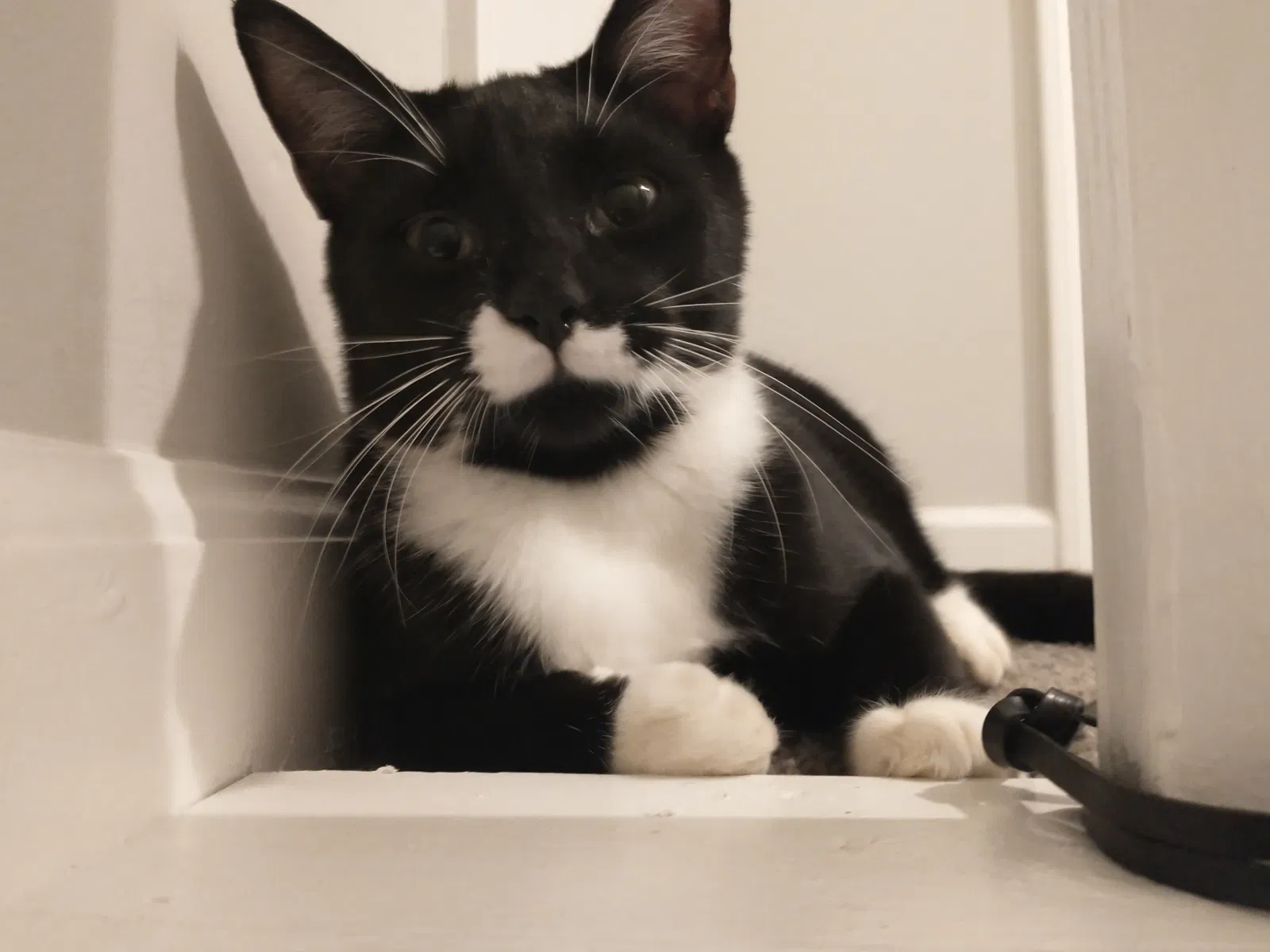 Lost cat in Spartanburg, SC, 29301