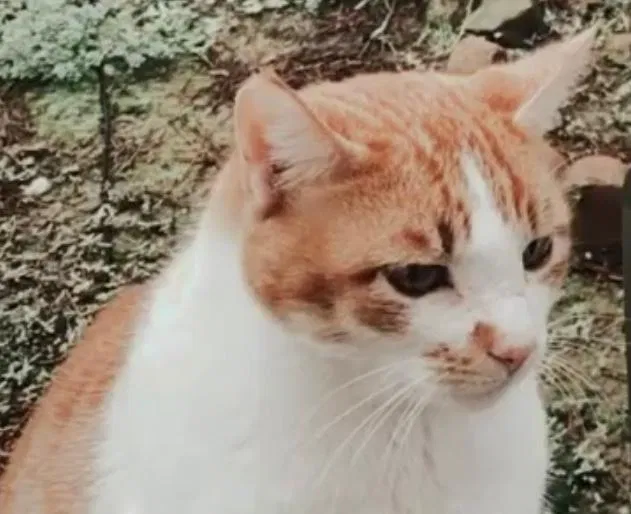 Lost cat in Oakley, CA, 94561