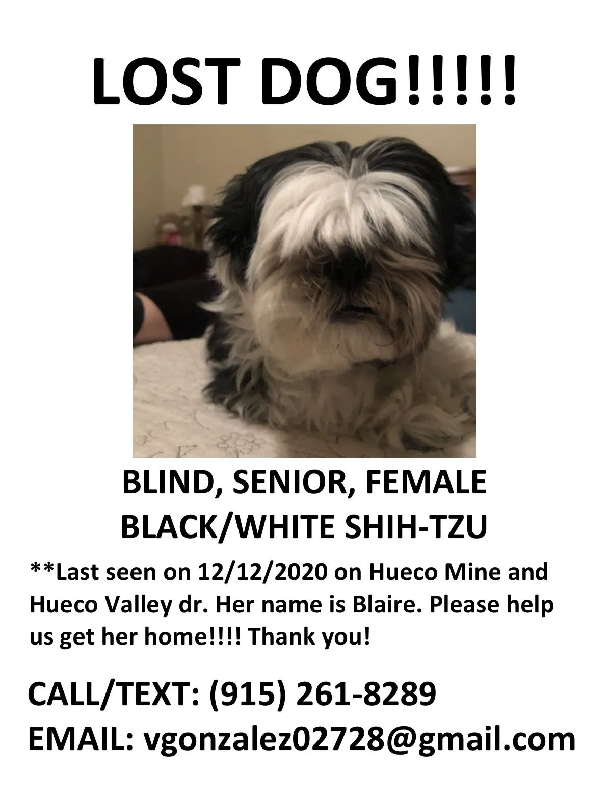 Lost dog in El Paso, TX, 79938