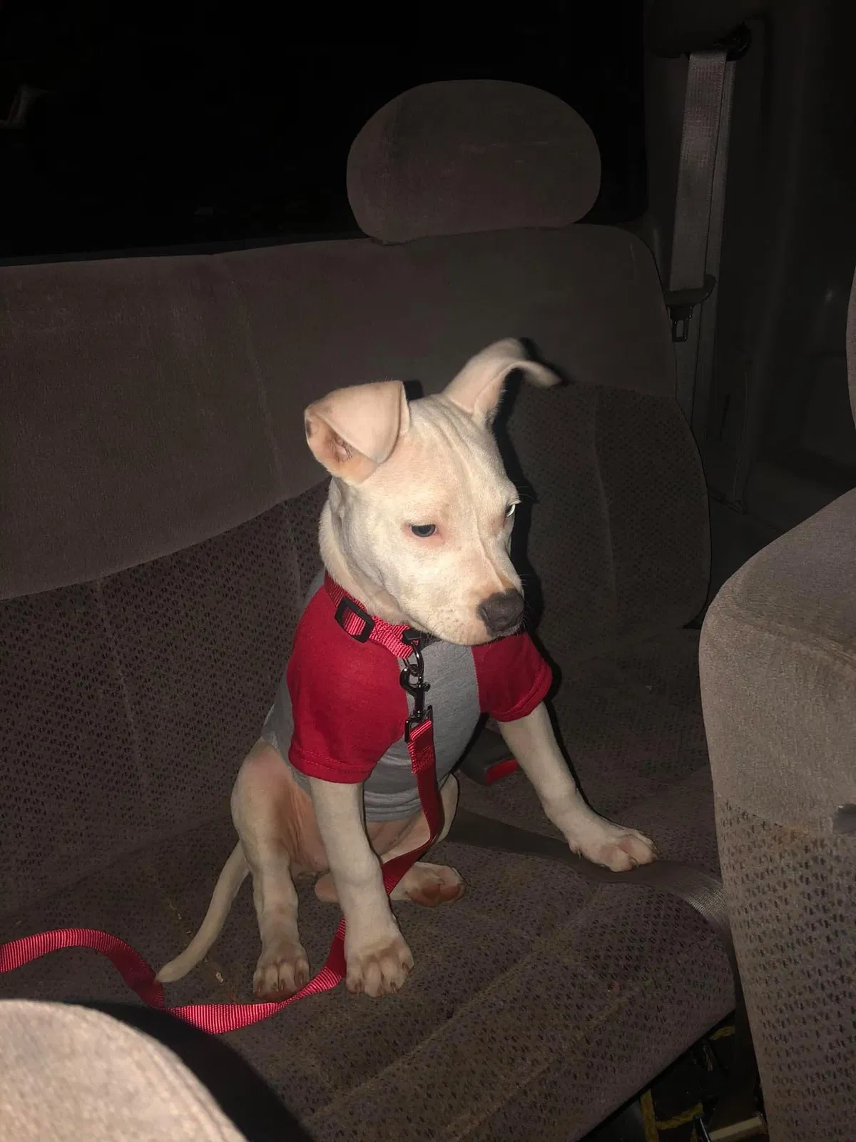 Lost dog in Anderson, SC, 29626
