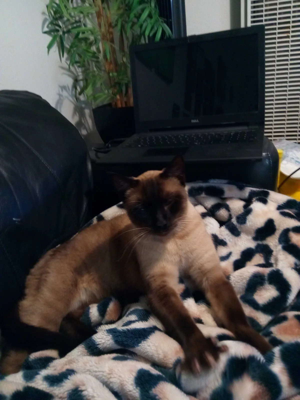Lost cat in Anaheim, CA, 92804
