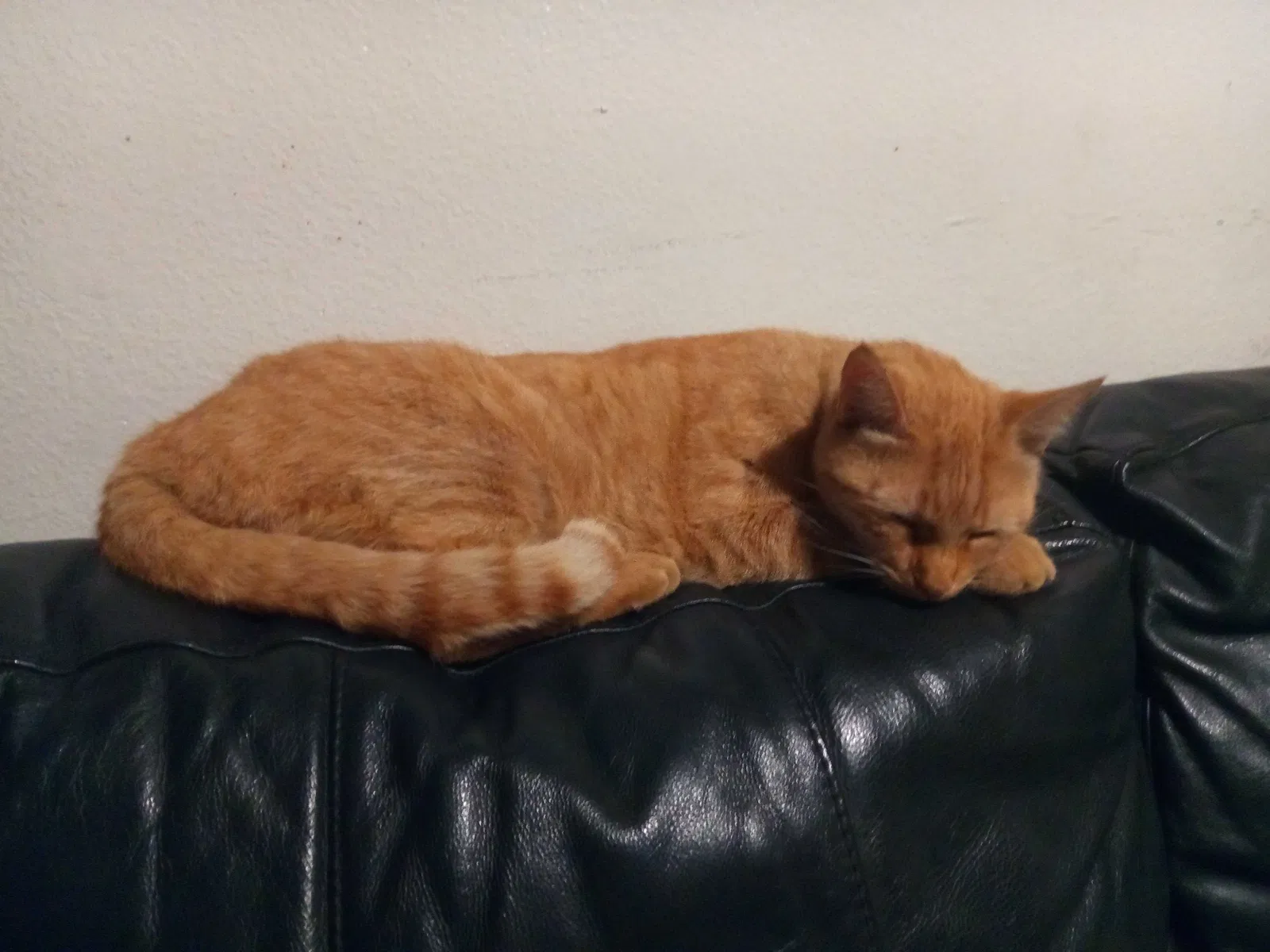 Lost cat in Anaheim, CA, 92804