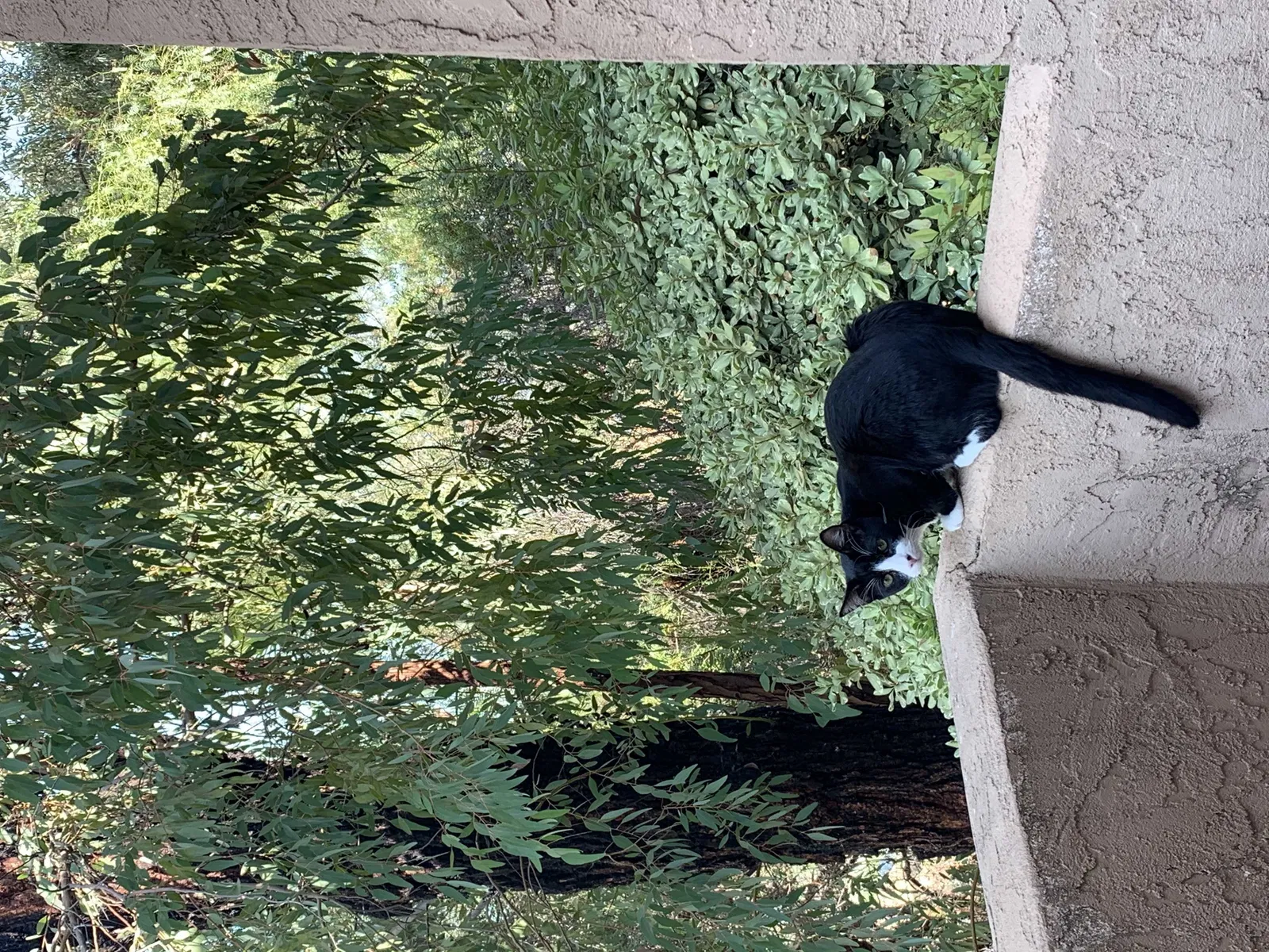 Lost cat in El Cajon, CA, 92021