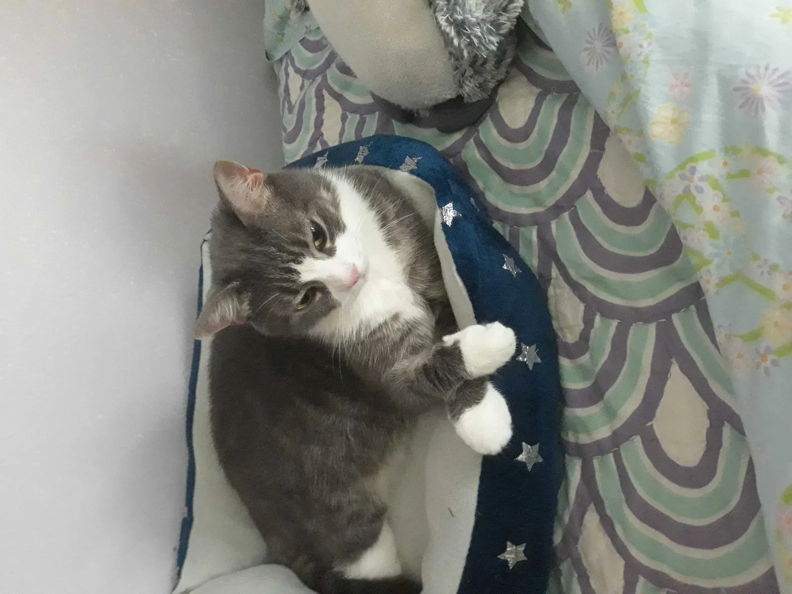 Lost cat in Deltona, FL, 32725