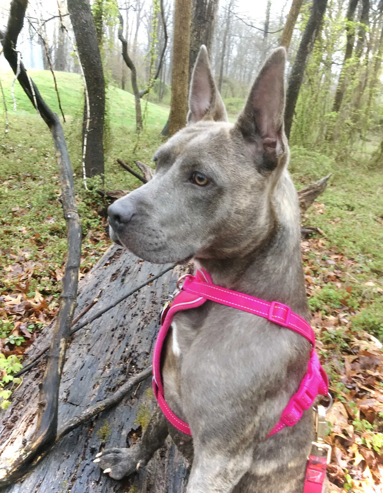 Lost dog in Stevenson, MD, 21153