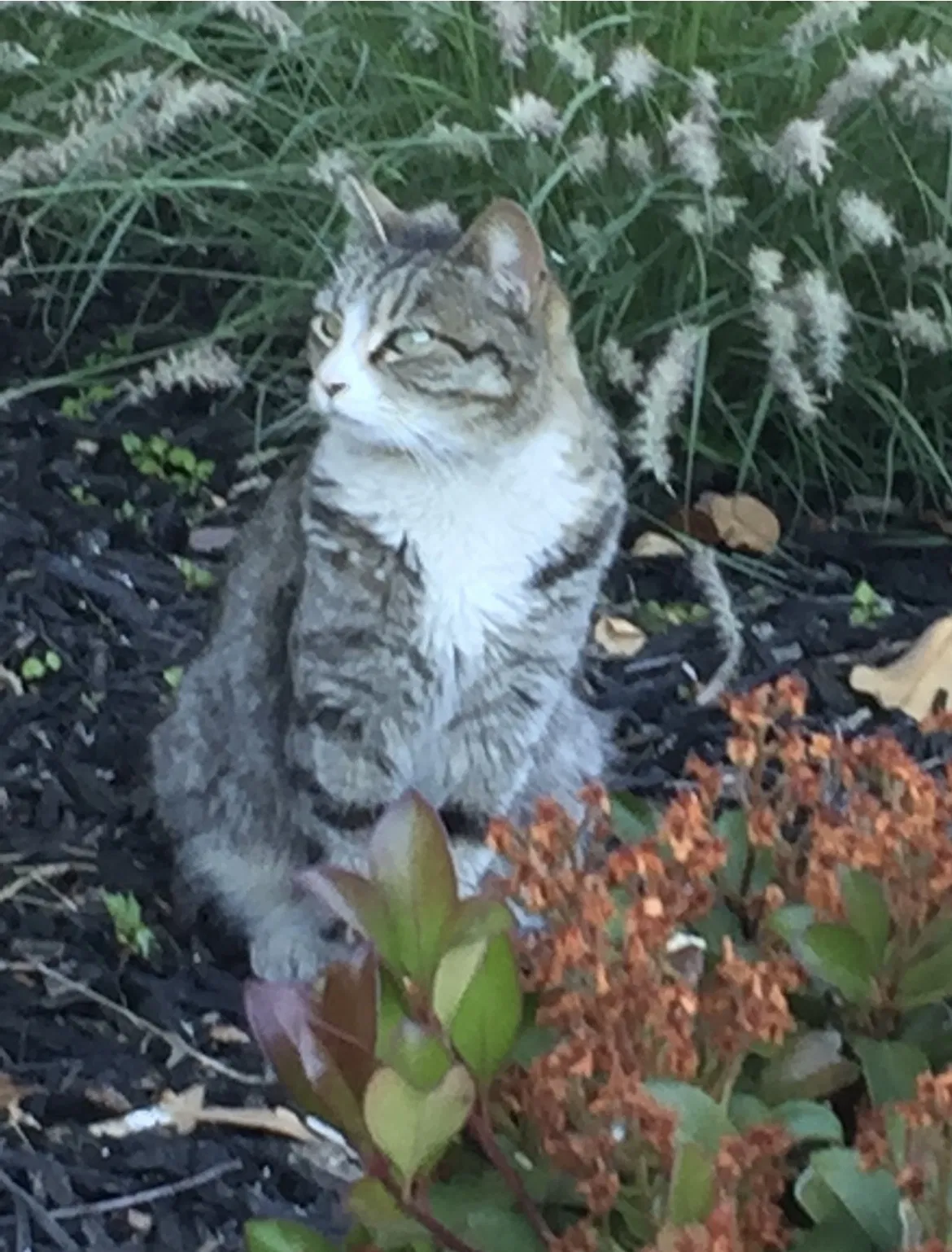 Lost cat in Manteca, CA, 95336