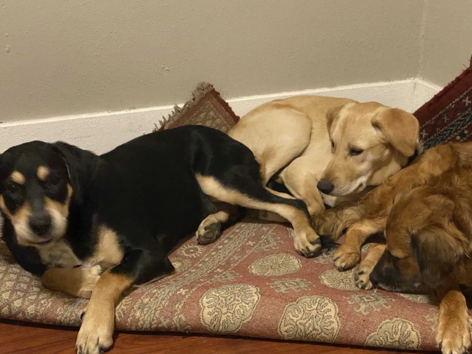 Lost dog in Nesbit, MS, 38651