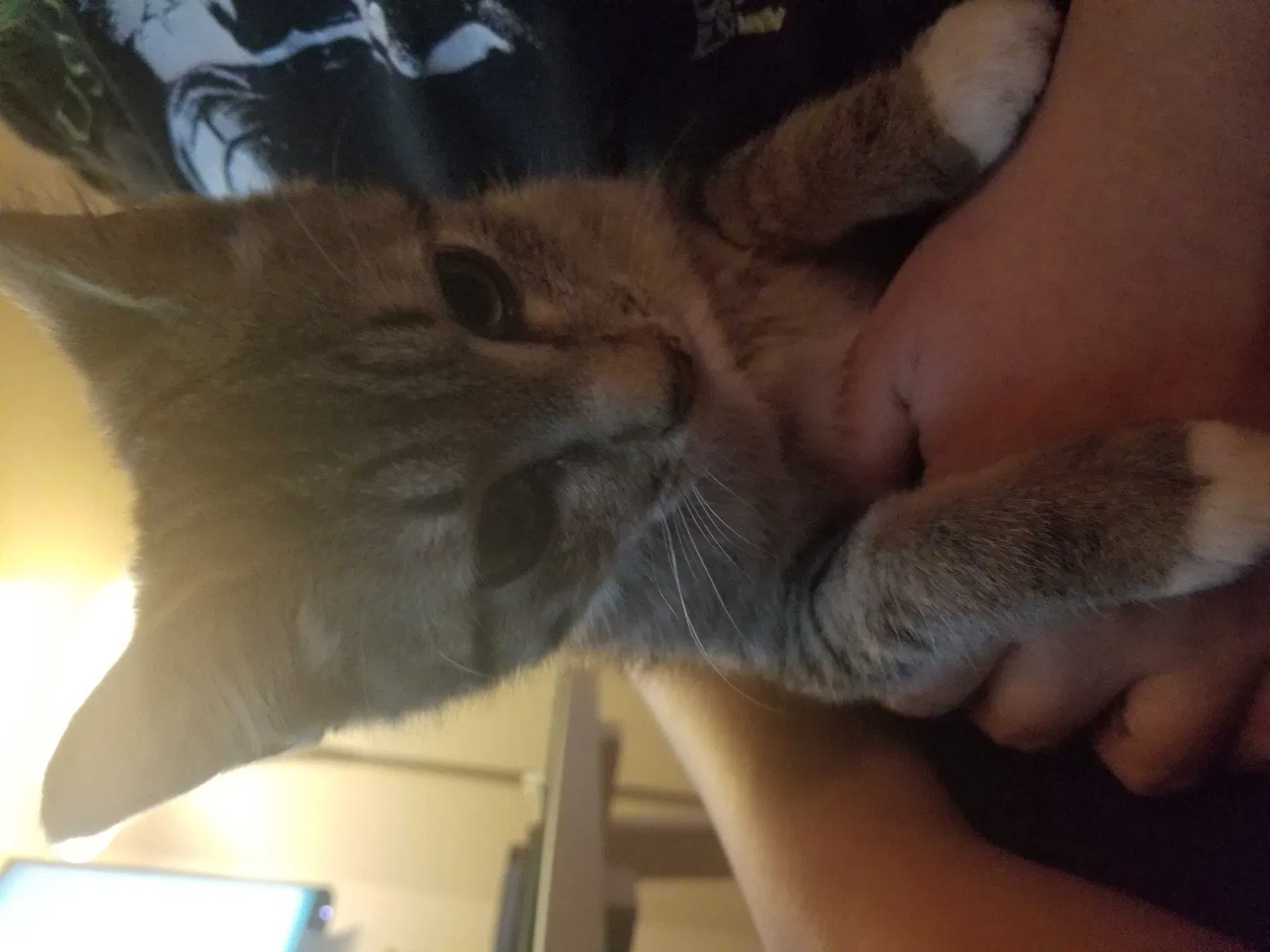 Lost cat in El Paso, TX, 79928