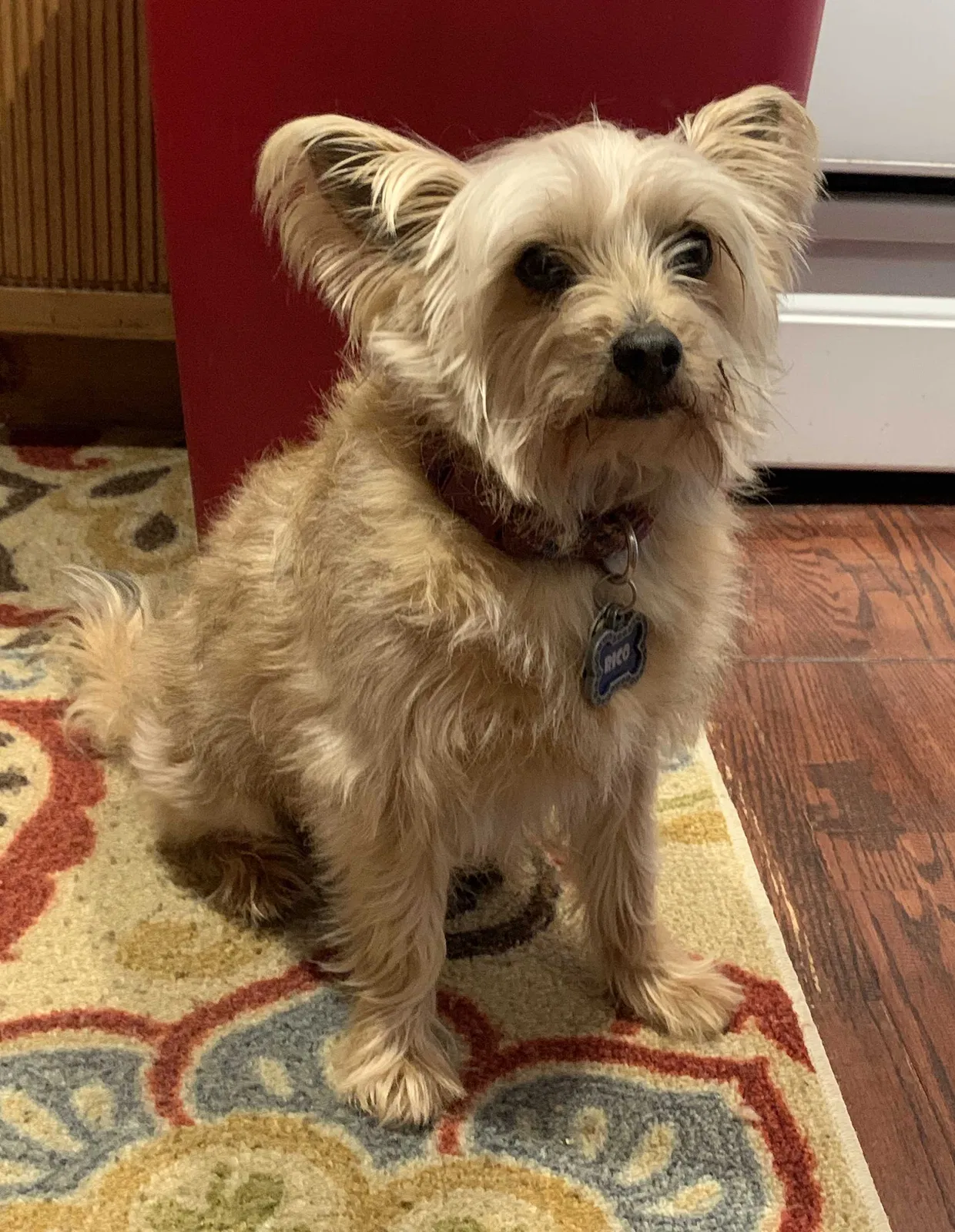Lost dog in Palo Alto, CA, 94306