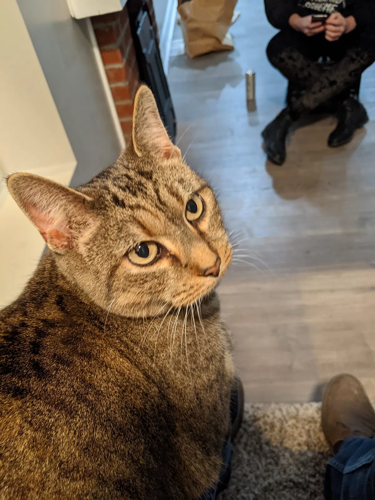 Lost cat in Columbus, OH, 43205