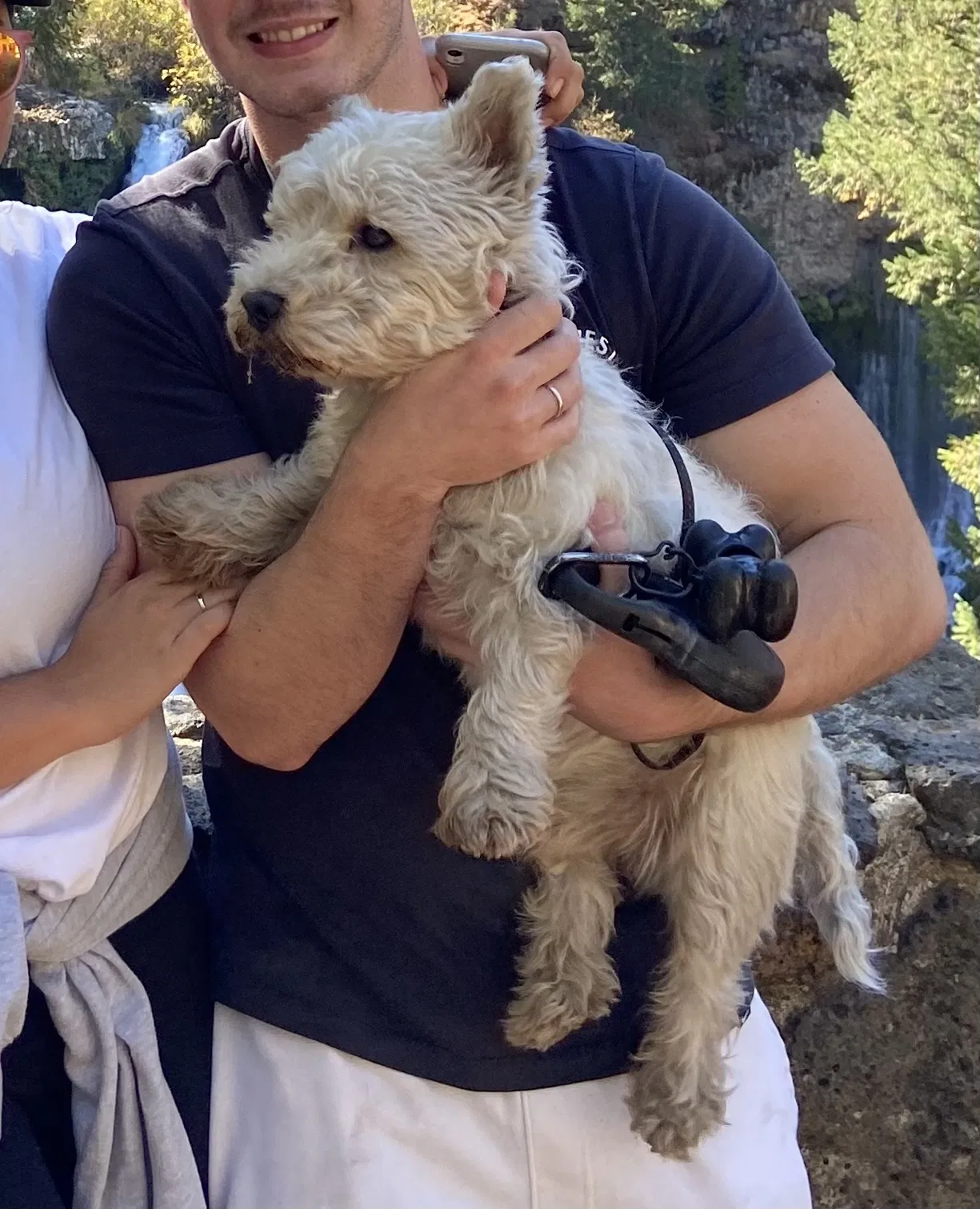 Lost dog in Rocklin, CA, 95765