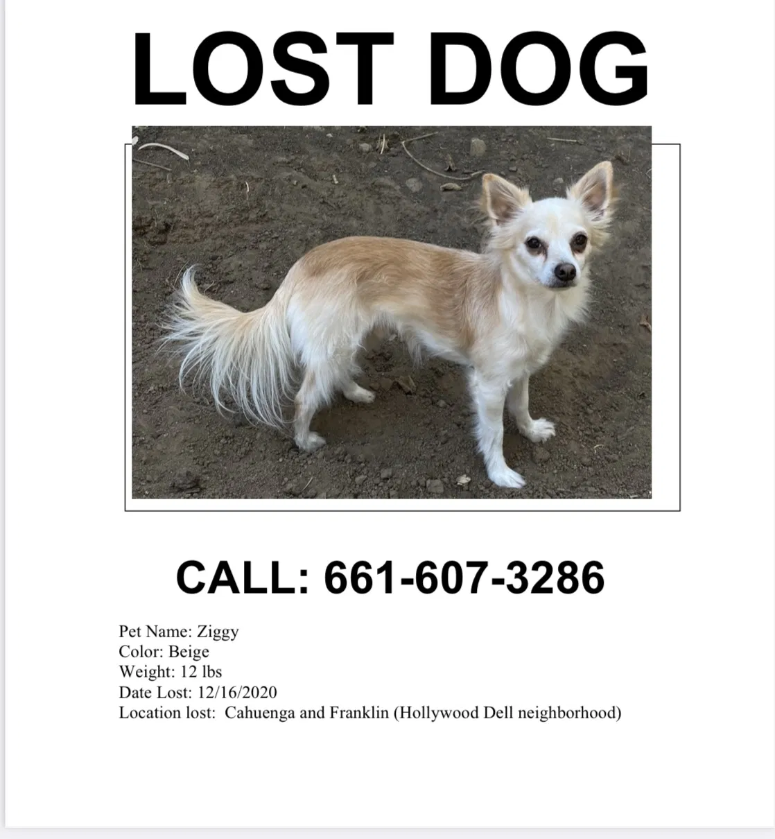 Lost dog in Los Angeles, CA, 90068