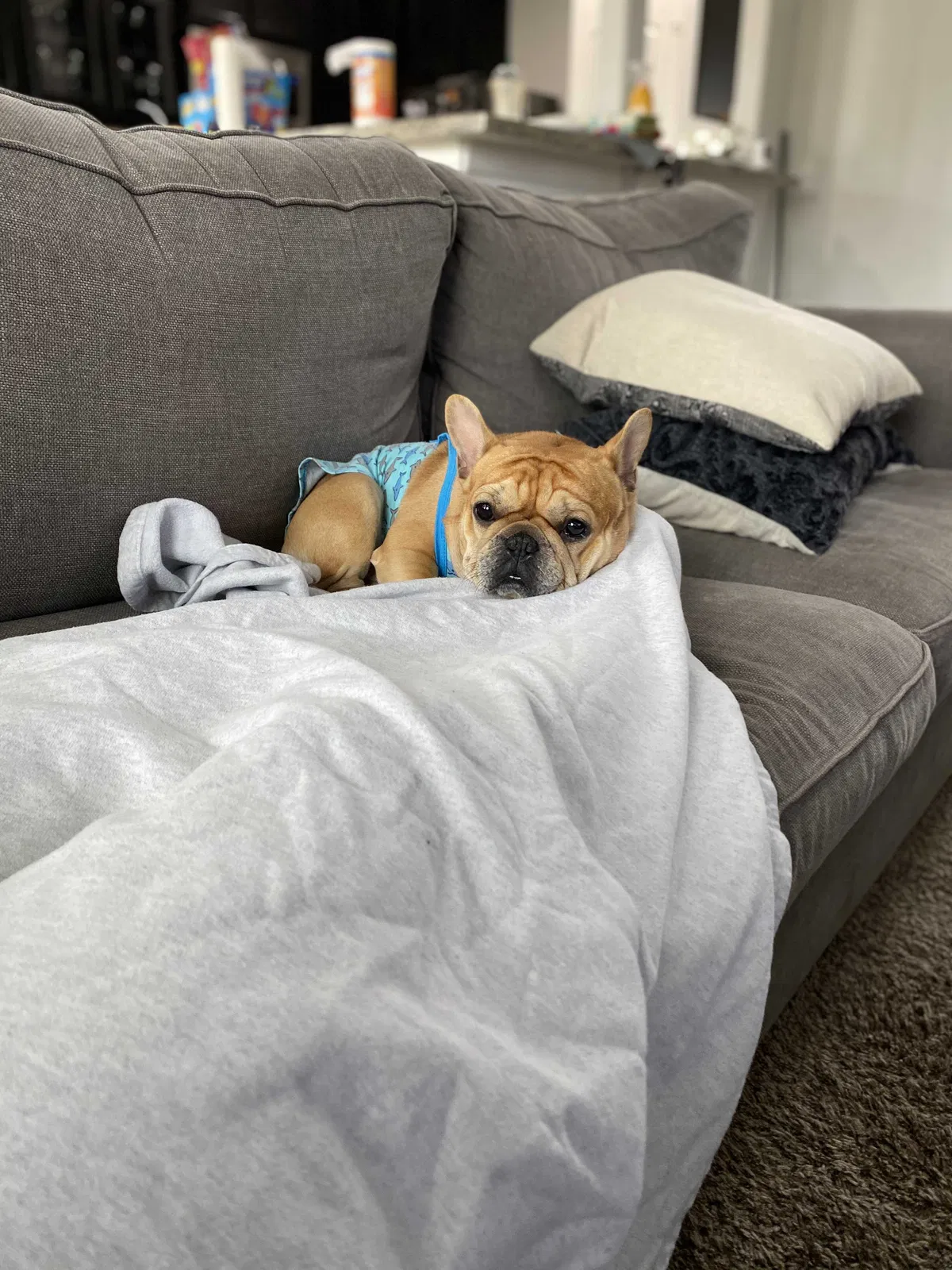 Lost dog in Missouri City, TX, 77459