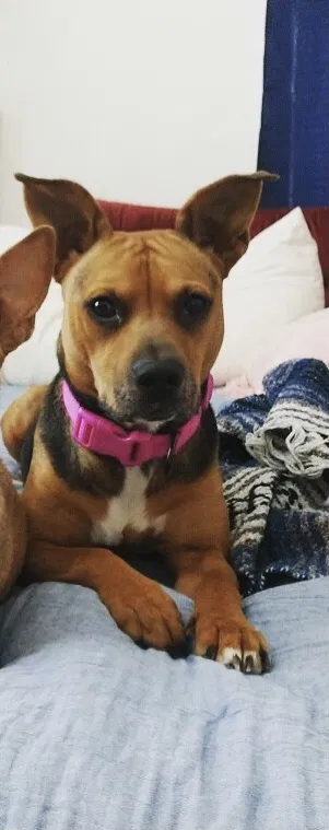 Lost dog in Pittsburgh, PA, 15206