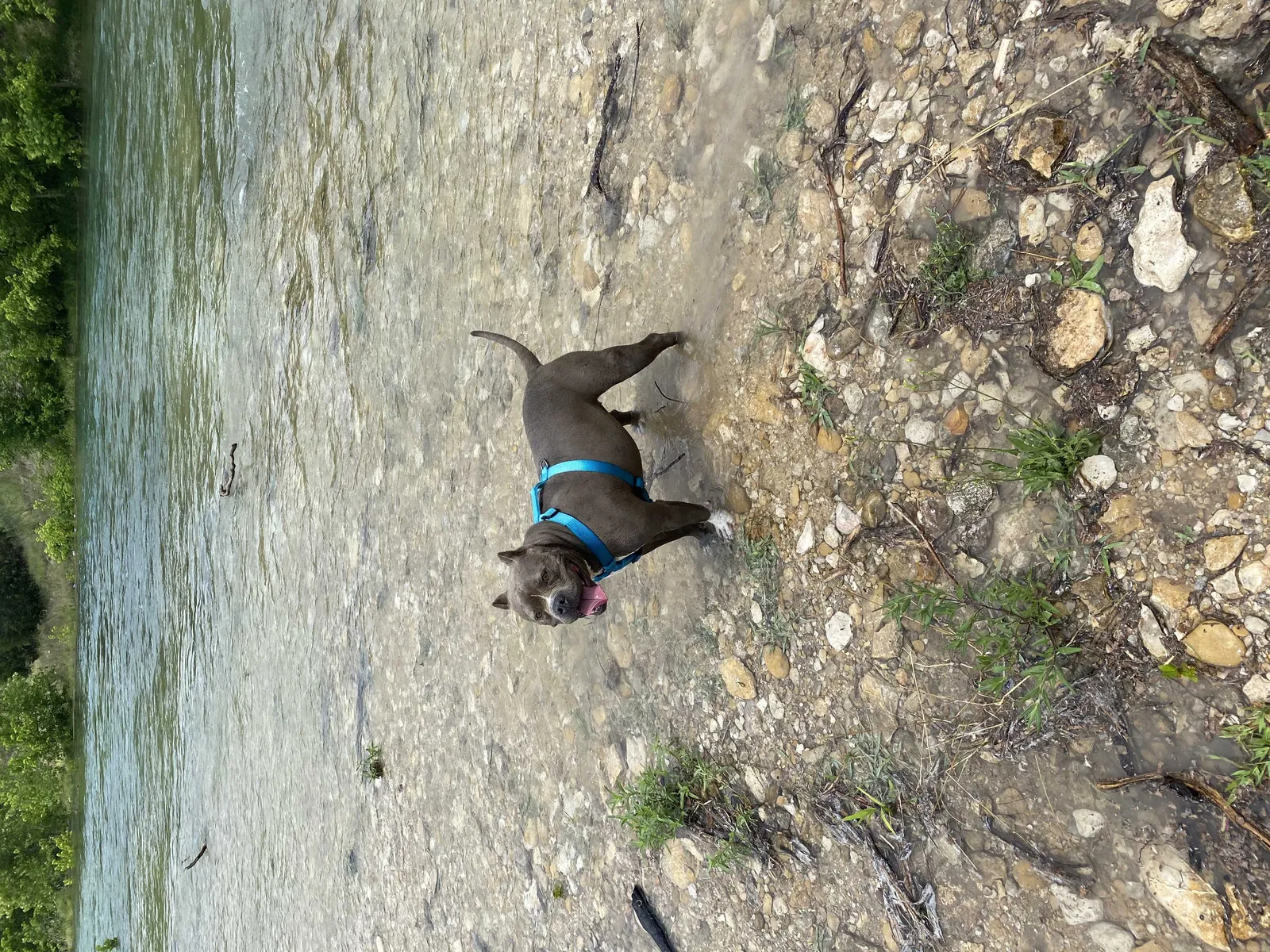 Lost dog in Jarrell, TX, 76537