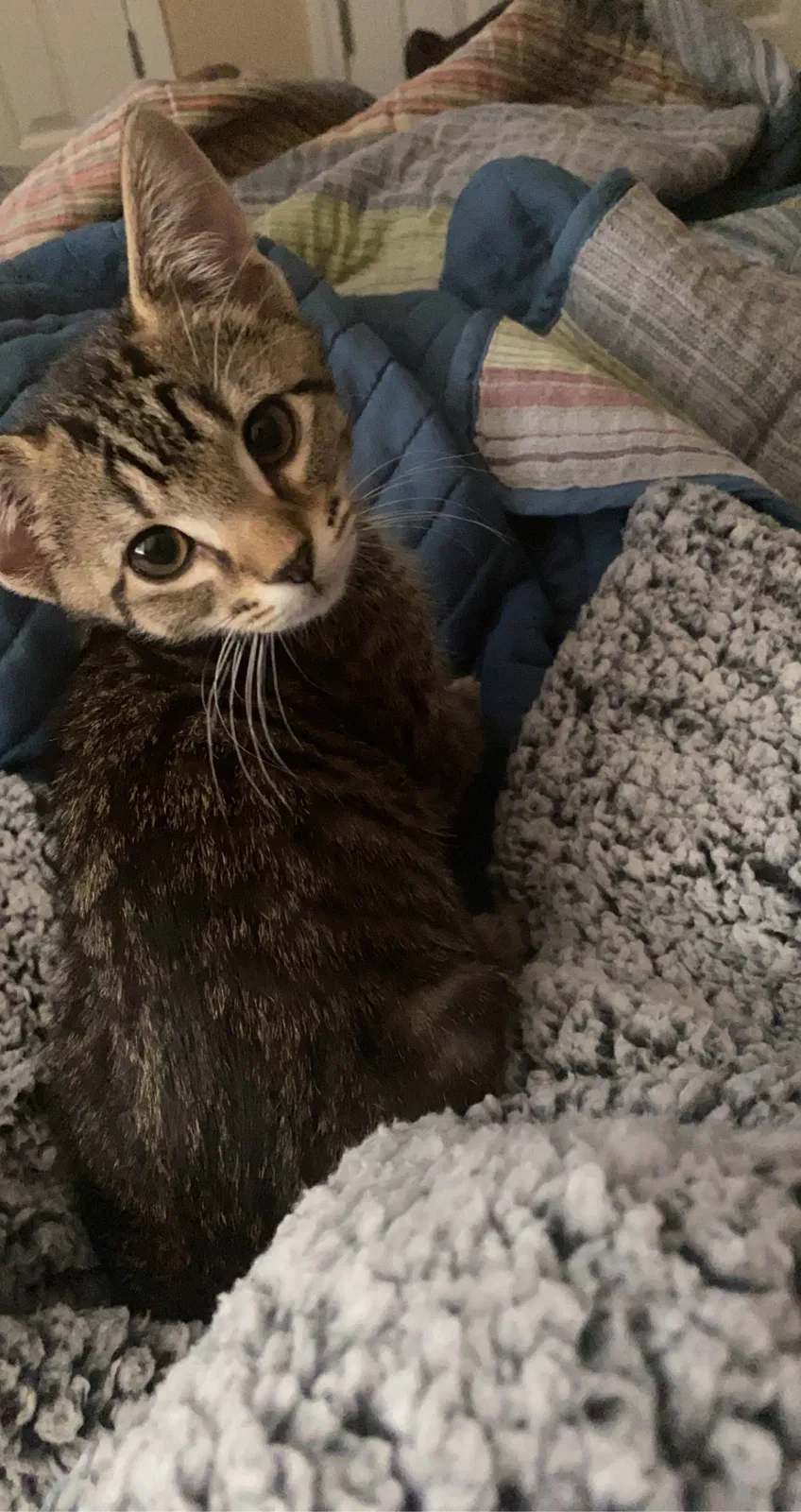 Lost cat in Fuquay Varina, NC, 27526