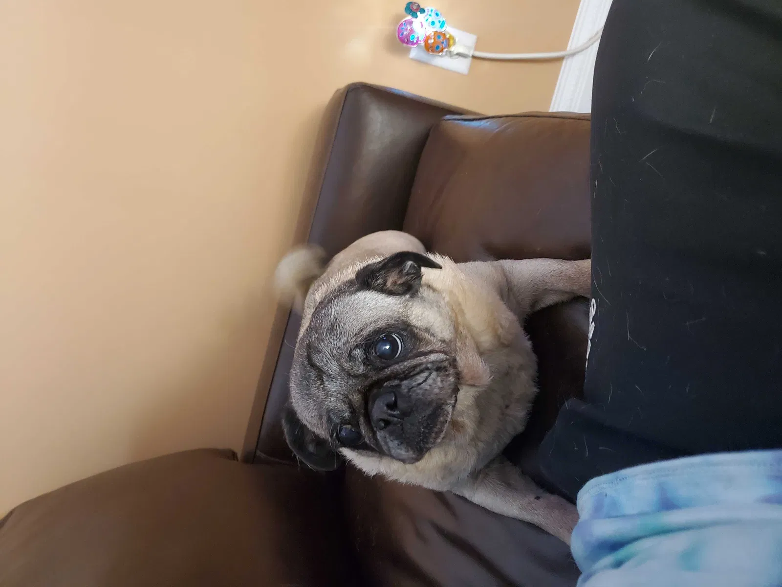 Lost dog in Suffolk, VA, 23435
