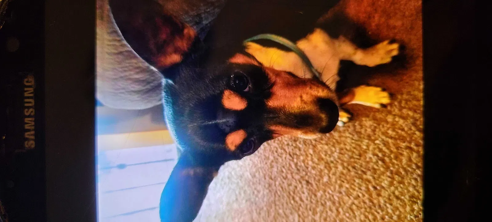 Lost dog in Fresno, CA, 93702
