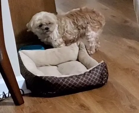 Lost dog in Belton, SC, 29627