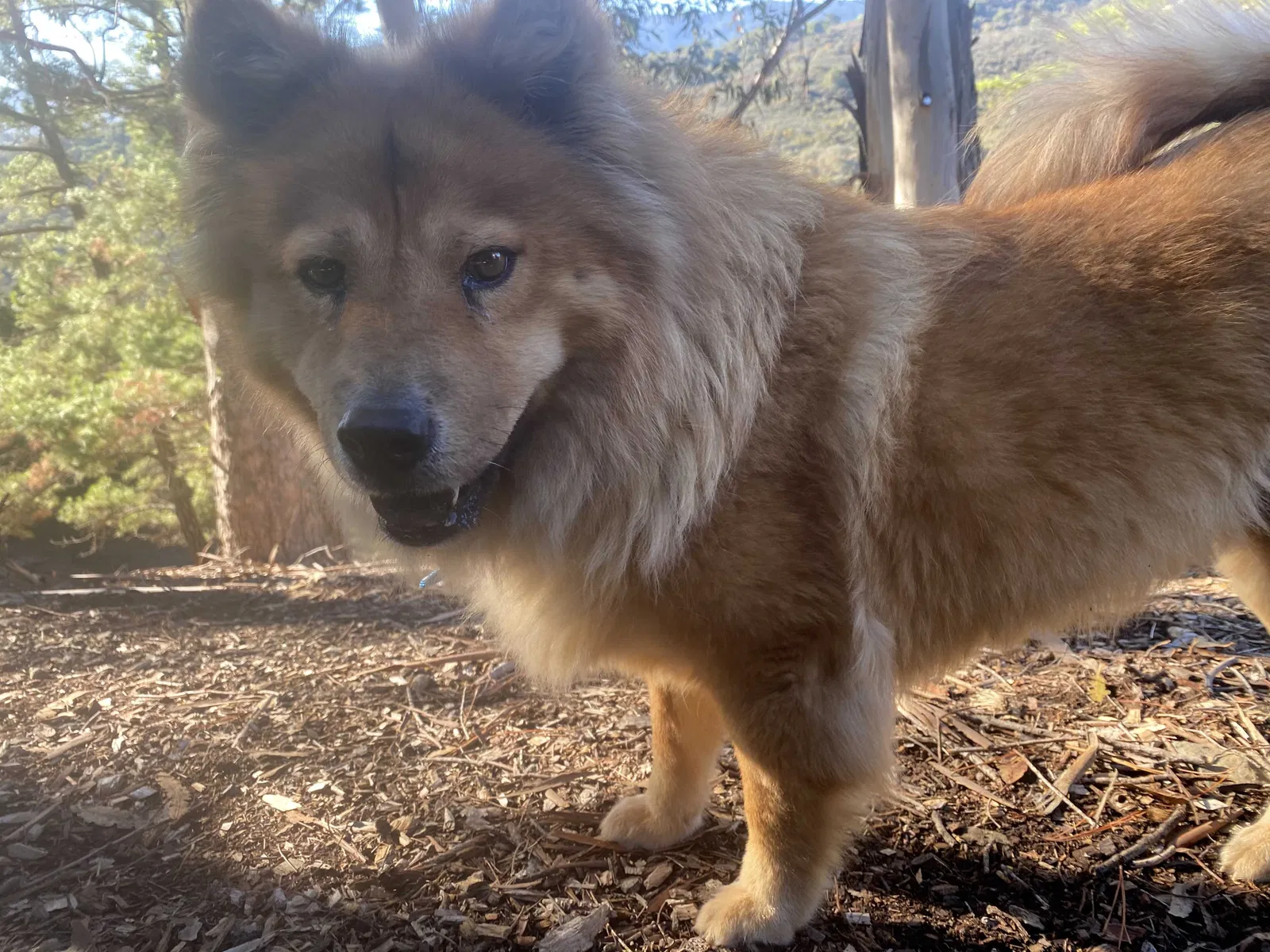 Lost dog in Carmel By The Sea, CA, 93921