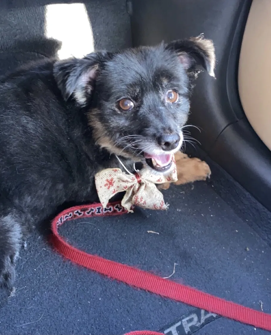 Lost dog in Harrisburg, PA, 17112