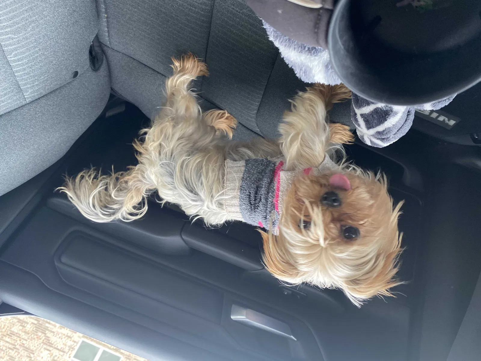 Lost dog in Austin, TX, 78754