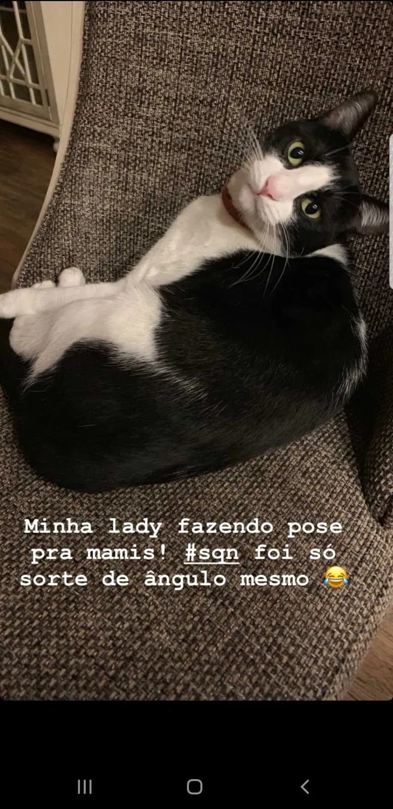 Lost cat in Orlando, FL, 32811