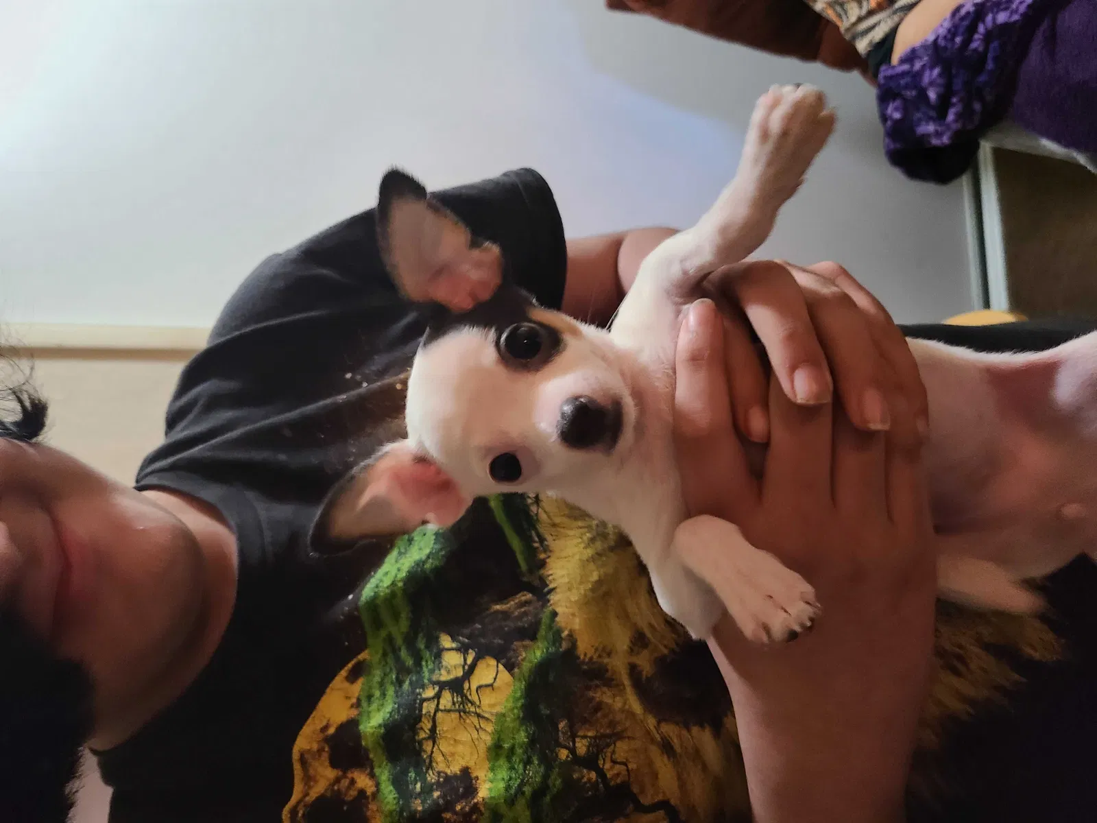 Lost dog in Turlock, CA, 95380
