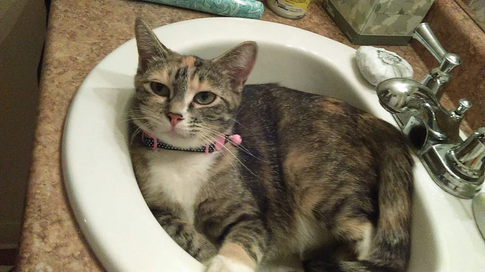 Lost cat in Aurora, CO, 80012