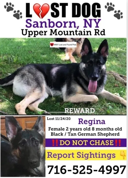 Lost dog in Sanborn, NY, 14132