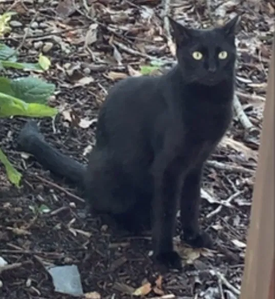 Lost cat in Jacksonville, NC, 28540