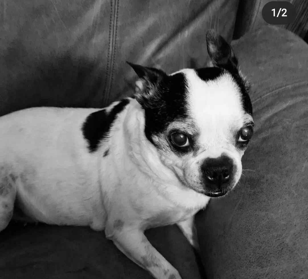 Lost dog in Elberfeld, IN, 47613