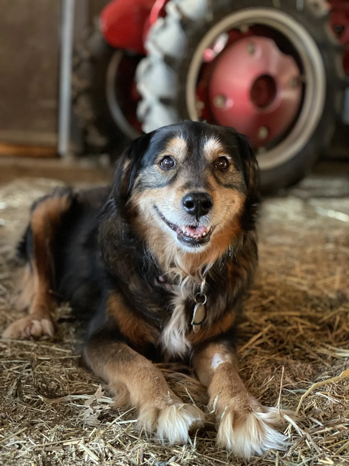 Lost dog in Moscow, OH, 45153