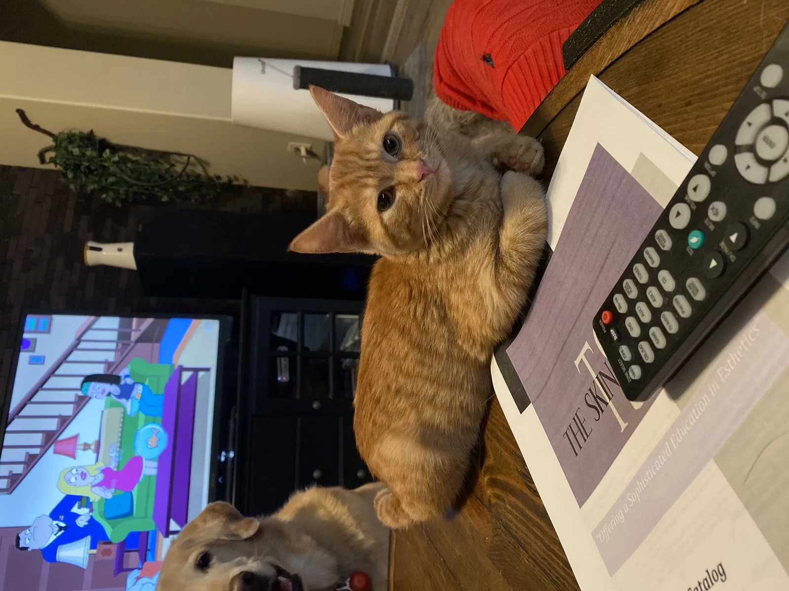 Lost cat in Saint George, UT, 84790