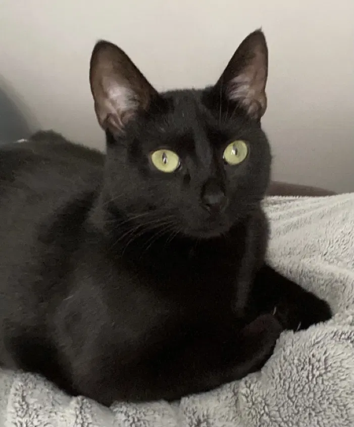 Lost cat in Beaufort, SC, 29902